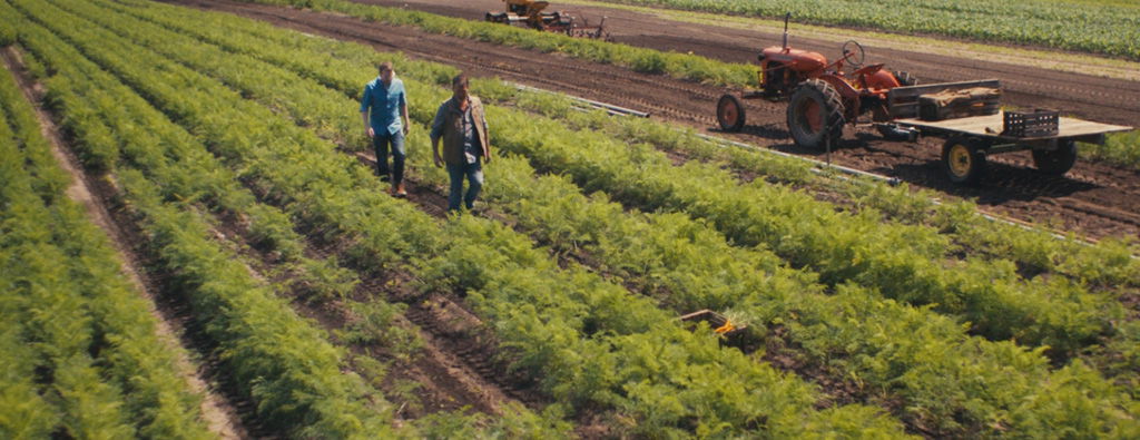 view of carrot farm field